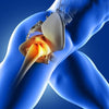 Coccyx